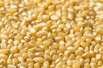 Dry Organic White Popcorn Kernels