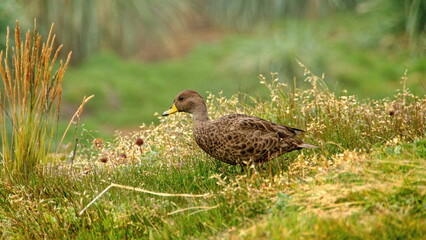 South Georgia pintail (Anas georgica georgica) at the old whaling station in Grytviken, South Georgia Island