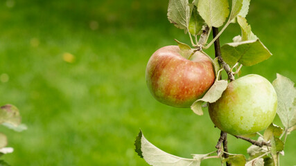 Apples on a treee. Organic red apples