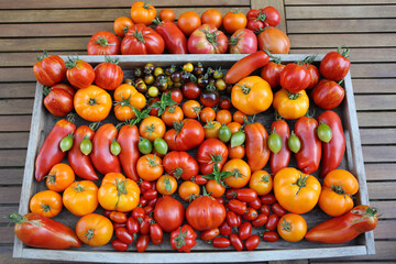 Stillleben mit vielen verschiedenen Tomatensorten