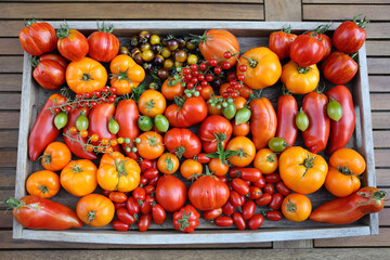 Stillleben mit vielen verschiedenen Tomatensorten