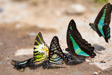 Group of different species of swallowtail butterflies