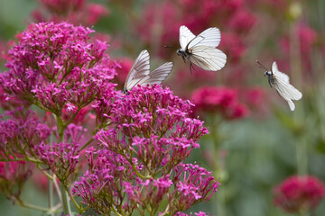 Black-veined white butterfly breeding