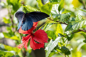 Great Mormon butterfly on a red hibiscus flower
