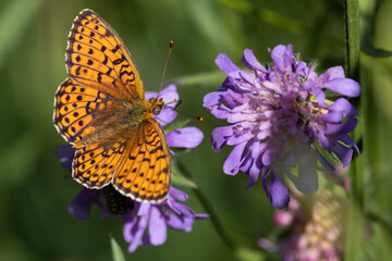 Obraz premium Pearl-bordered fritillary butterfly gathering nectar