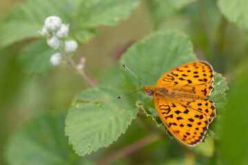 Marbled Fritillary butterfly standing on a leaf
