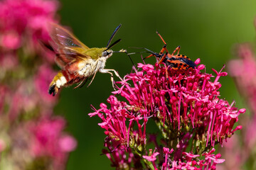 Little sphinx moth facing an assassin bug.
