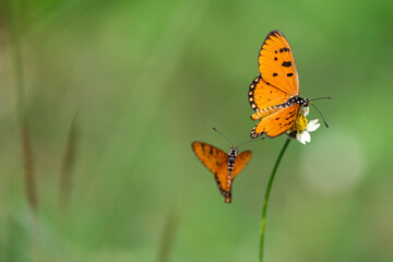 Two Tawny coster butterflies in a meadow