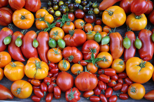 Stillleben mit vielen verschiedenen Tomatensorten