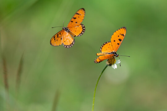 Two Tawny coster butterflies in a meadow