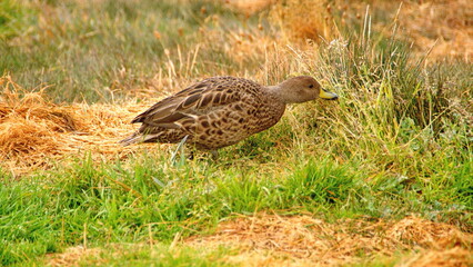 South Georgia pintail (Anas georgica georgica) at the old whaling station in Grytviken, South Georgia Island