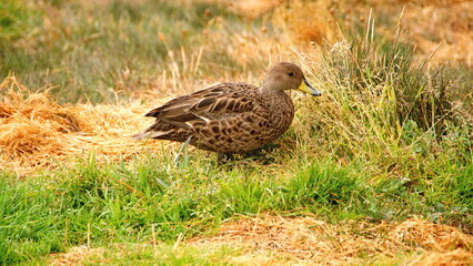 South Georgia pintail (Anas georgica georgica) at the old whaling station in Grytviken, South Georgia Island