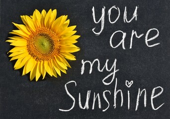 chalk lettering You are my sunshine on a black chalkboard with bright yellow sunflower flowers. concept of love, significance