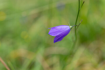 einzelne blaue Glockenblume vor grünem Hintergrund