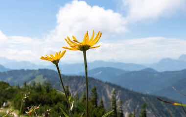 zwei gelbe Arnika Blüten vor alpiner Bergkulisse