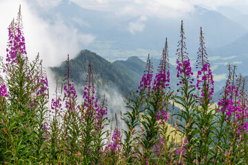 alpine Berge im Nebel mit roten Weidenröschen im Vordergrund