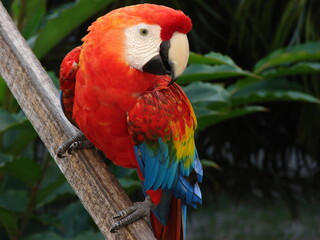 red, yellow and blue macaw