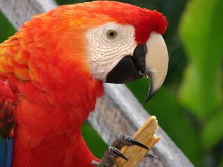 red and yellow macaw