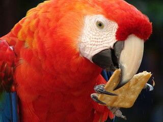 red and yellow macaw