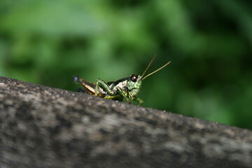 Grasshopper