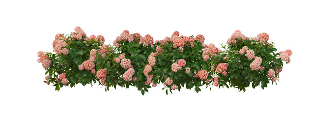 Flowers on a transparent background  © jomphon