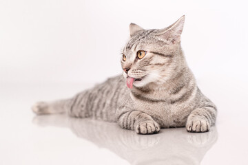 cute cat sticking out tongue and looking curiously.