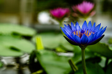 Water Lilies © 建吾 藤田