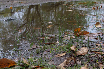 Reflection of trees and clouds in shallow puddle among brown autumn leaves and green grass spriggs