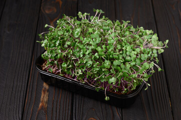 Fresh microgreens close up on wooden rustic dark background. Growing sprouts for salad