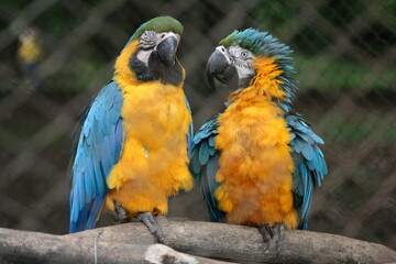 blue and yellow macaw