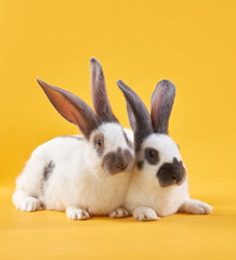 two Cute rabbits on a bright yellow background. funny animal, symbol of the year