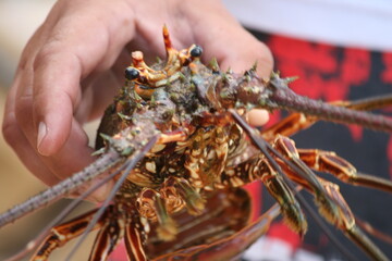 lobster in hand