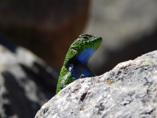 lizard on rock