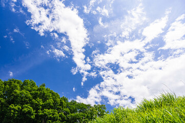 夏の青空と鮮やかな木々