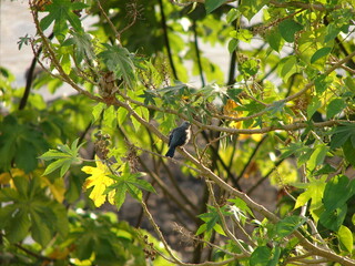 bird on a branch