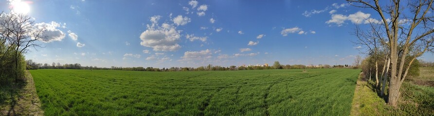 wheat field in the morning