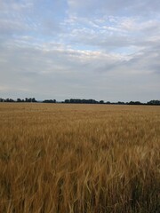 Obraz premium field of wheat