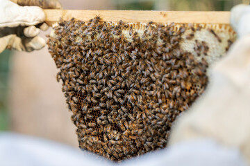 A beekeeper inspects a bee colony on a natural  honeycomb.