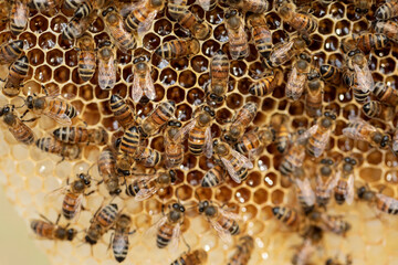 A bee colony on natural honeycomb.