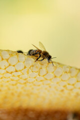 Macro close up of a bee on natural honeycomb.