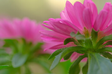 The pink petals of a blooming flower viewed from below.