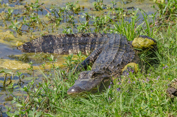An American alligator resting at the water's edge as it warms up in the sun, but it keeps a watchful eye on the nearby footpath.