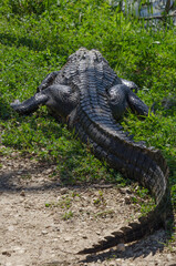 The broad back of an alligator viewed from behind the animal as it rests with its tail curved and...