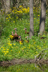 A group of black-bellied whistling ducks enjoying the spring day, but keeping a watchful eye on the...