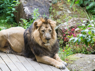 Beautiful Male Asian Lion laying on a wooden platform looking happy and content