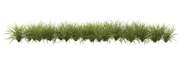 Shrubs and plants on a transparent background
