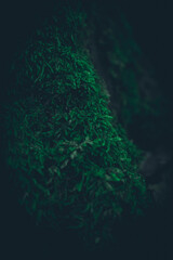 Fototapeta na wymiar Lush green moss on the forest floor