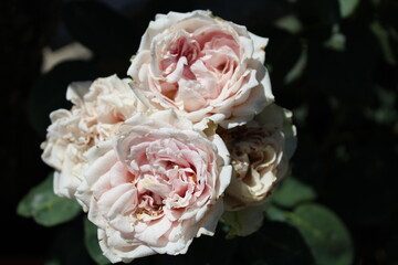 fleurs fanées