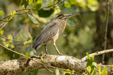 Striated Heron 