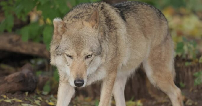 Wolf (Canis lupus), also known as the gray wolf is the largest extant member of the family Canidae. Wolves are the largest wild member of the dog family.